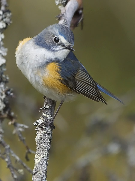 Sinipyrstö, Red-flanked Bluetail, Tarsiger cyanurus